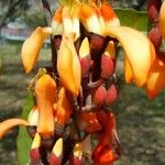 Erythrina fusca Плод