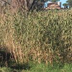 Arundo donax Συνήθη χαρακτηριστικά