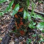 Pradosia ptychandra Bark
