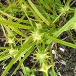 Carex grayi Leaf