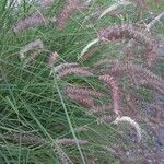 Cenchrus pedicellatus Fula
