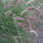 Pennisetum pedicellatum 花