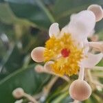 Calophyllum inophyllumFlor