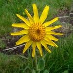 Arnica montana Blüte