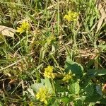 Rhamphospermum arvense Flower