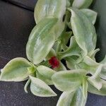 Mesembryanthemum cordifolium cv. 'Variegata' Blad