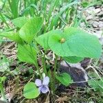 Viola mirabilis Altro