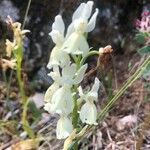 Orchis provincialis Flor