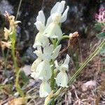 Orchis provincialis Bloem