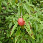 Prunus rivularis Leaf