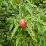 Prunus rivularis Blad