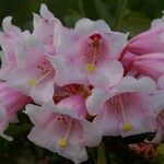 Rhododendron calophytum Blodyn