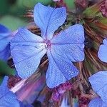 Ceratostigma willmottianum Blomma