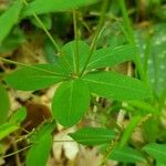 Euphorbia dulcis Leaf