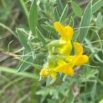 Lathyrus pratensis Leaf