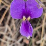 Vigna frutescens Blüte