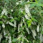 Aloysia gratissima 花