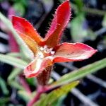 Ludwigia octovalvis Flower