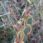 Ludwigia octovalvisLeaf