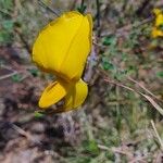 Crotalaria laburnifolia Cvet
