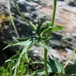 Aconitum lycoctonum Levél