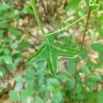 Passiflora lutea Leaf