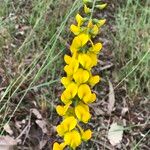 Crotalaria mitchellii Цветок