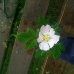 Rosa corymbifera Blomst