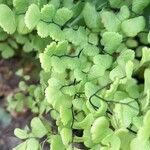 Adiantum poiretii Лист