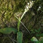 Neotinea maculata Outro