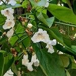 Catalpa speciosa Λουλούδι