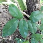 Tecomanthe dendrophila Leaf