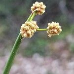 Scirpoides holoschoenus Flor
