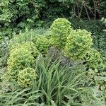 Euphorbia × martini Habitatea