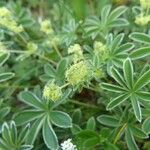 Alchemilla alpigena Annet