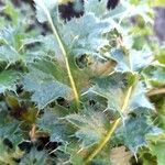 Cirsium acaulon 葉