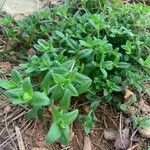 Cerastium fontanum Leaf