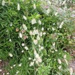 Lagurus ovatus Plante entière