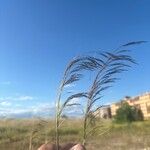 Eragrostis curvula ᱵᱟᱦᱟ