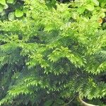 Jacaranda copaia Habit