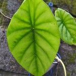 Alocasia clypeolata Hoja