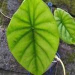 Alocasia clypeolata Foglia