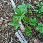 Potentilla anglica पत्ता