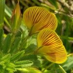 Ononis natrix Flower