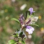 Clinopodium acinos Fiore