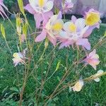 Aquilegia pubescens Flower