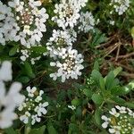 Iberis semperflorens Çiçek
