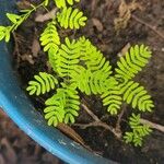 Mimosa quadrivalvis Leaf