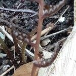 Athyrium niponicum 树皮