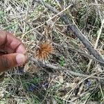 Tithonia tubaeformis Frucht